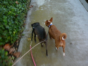 P1010992(1).JPG