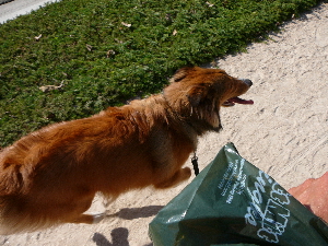 P1020079(1).JPG