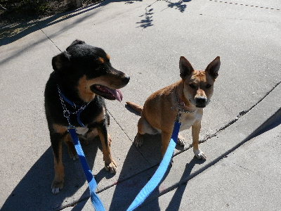 P1030460(1).JPG