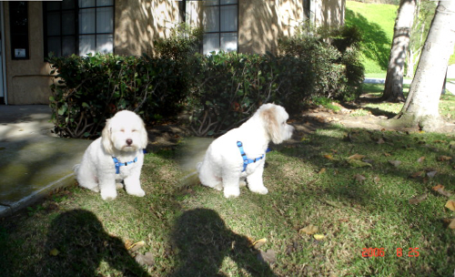 Stitched_001Bailey(1).JPG